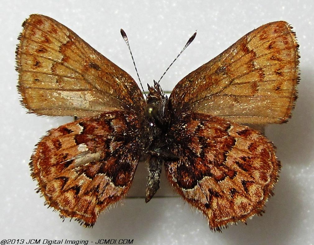 Unidentified Hairstreak